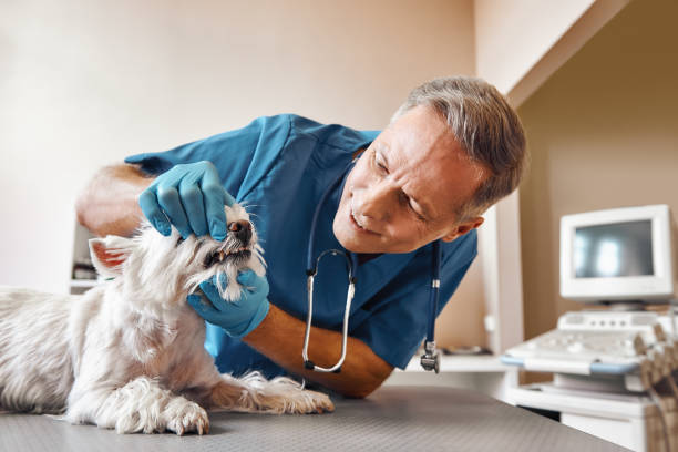 Best 24-Hour Emergency Dental Care in Joshua Tree, CA
